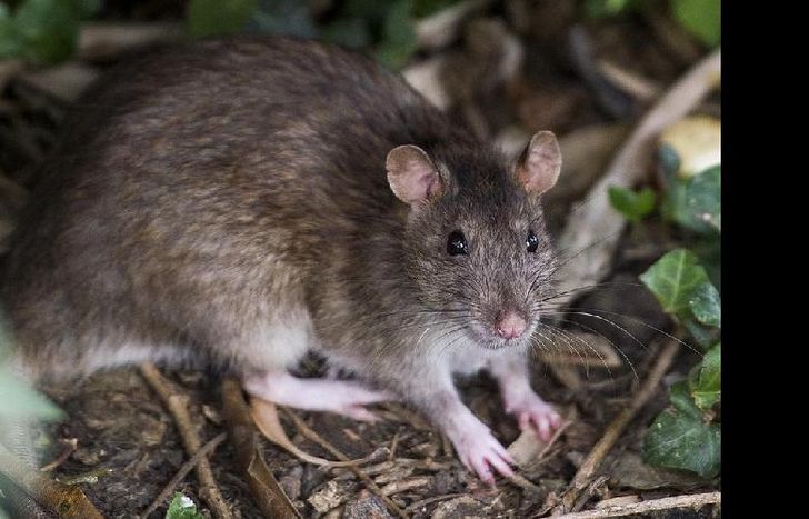 El hantavirus es una enfermedad viral transmitida por ratones.