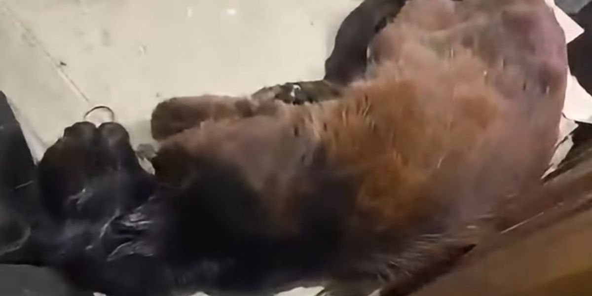 Varios gatos fueron encontrados muertos, en estado de descomposición.
