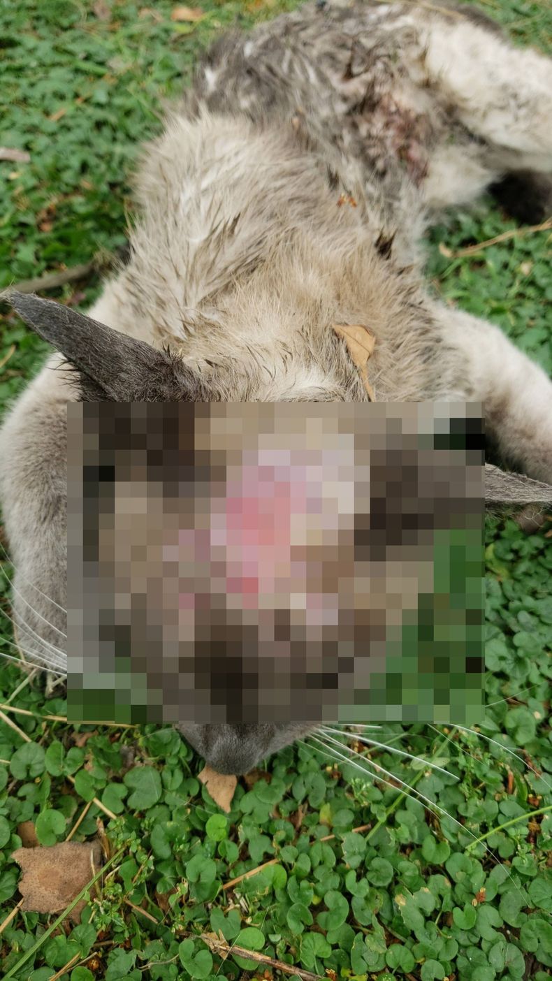 Así encontraron al gato asesinado por la jauría en Llavallol.