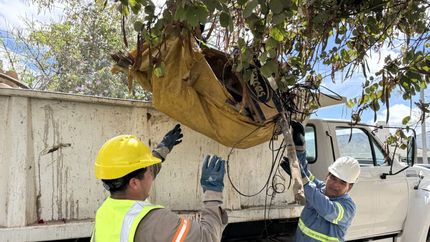 Prevención del dengue en Avellaneda.