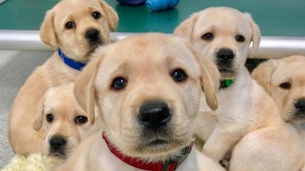 El cuidado de una mascota es para toda la vida, dijo Galasso.