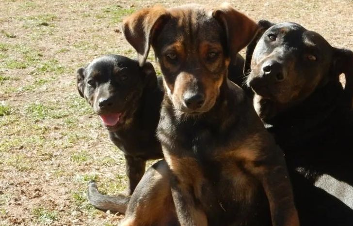 Cada donación es fundamental para seguir manteniendo a los animales rescatados del abandono y el matrato.