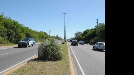 avanza el plan de forestacion en mas accesos y espacios publicos