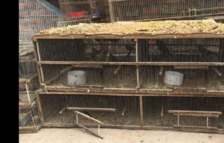 en peligro de extinción.