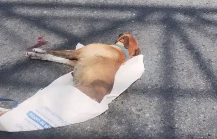 Mía, una perra de 2 años, fue embestida en Camino Negro.