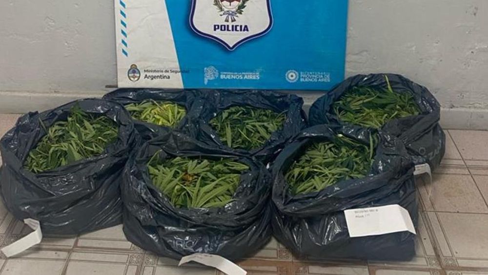 Incautaron una gran cantidad de marihuana.
