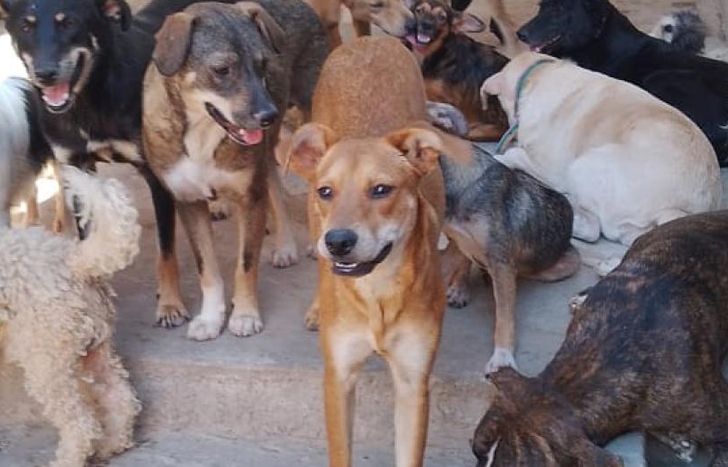 El Hogar alberga a unos 50 animalitos.