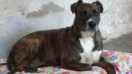 Fue rescatada hace años en la estación de Temperley y se perdió hace unos días en Adrogué.