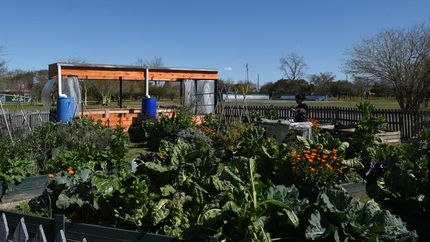 El Finky tiene una huerta y están armando un invernáculo. El Finky tiene una huerta y están armando un invernáculo.