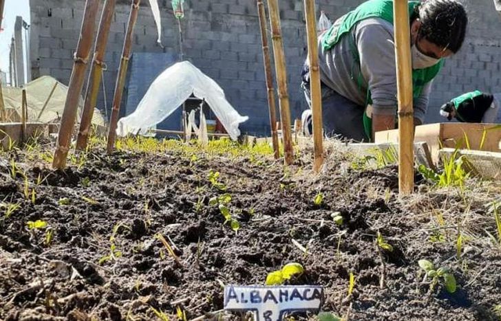 Hay plantines de albahaca, tomate, lechuga, rabanito y acelga.