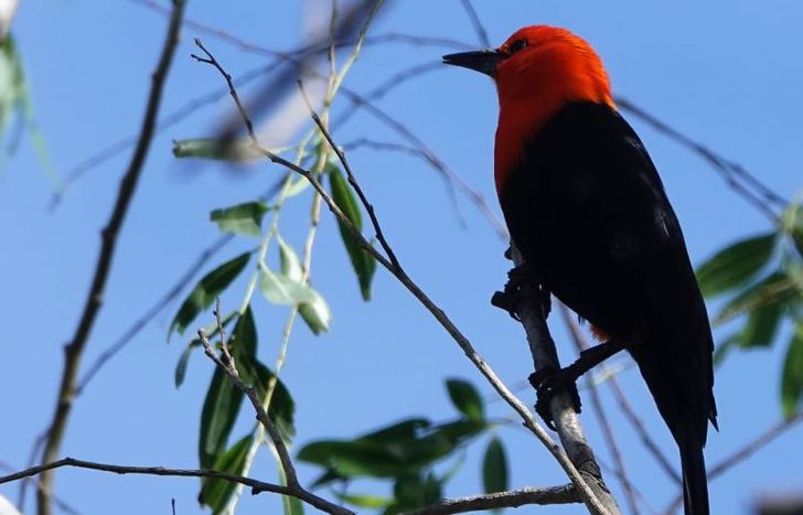 El federal, una de las aves más llamativas del Parque Finky.