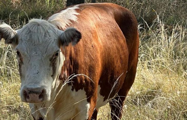 Valiente fue rescatada en Temperley y ahora vive libre.