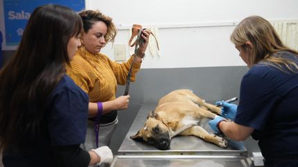 Siguen fortaleciendo la atención veterinaria en Lomas.