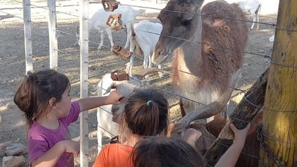 Diario La Unión | Una reserva las invitó a que las tres se encarguen de alimentar a los animales del lugar.