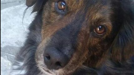 buscan al perrito de una mujer con discapacidad: mi mama no para de llorar