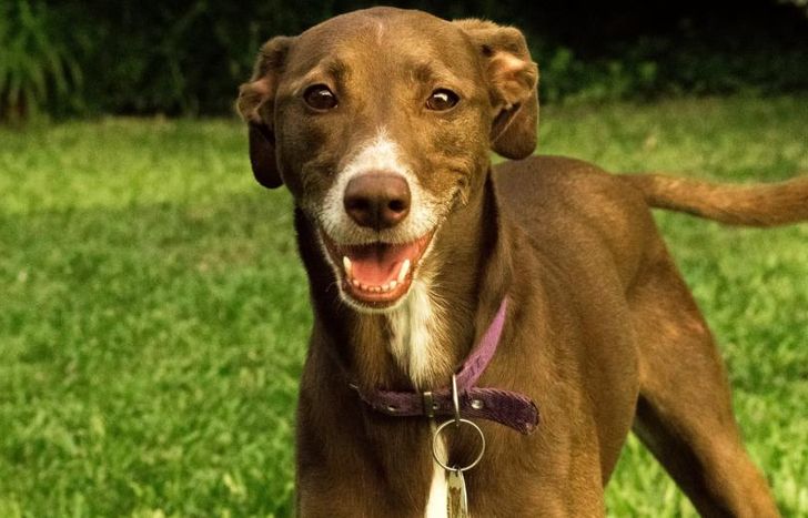 Todo lo que se recaude será para ellos.