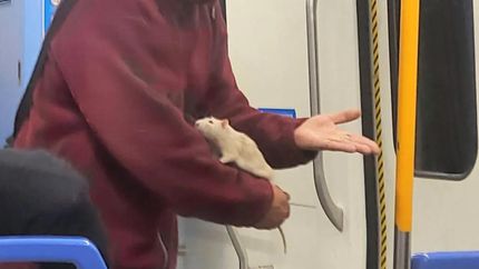 Stuart y su dueño en el Tren Roca