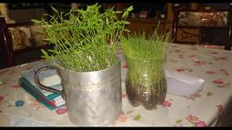 Alumnos de la Secundaria N°10 reciclan envases y semillas, arman la huerta en casa y la muestran por Zoom