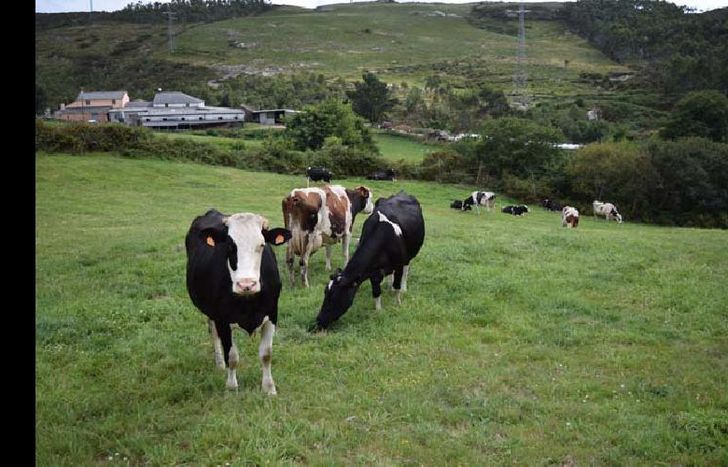 La producción ganadera genera el 80% de los gases que deterioran la capa de ozono.