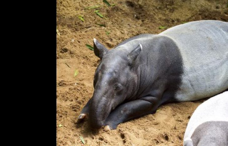 tapir