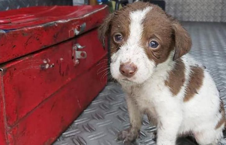 Uno de los cachorros rescatados de un incendio.