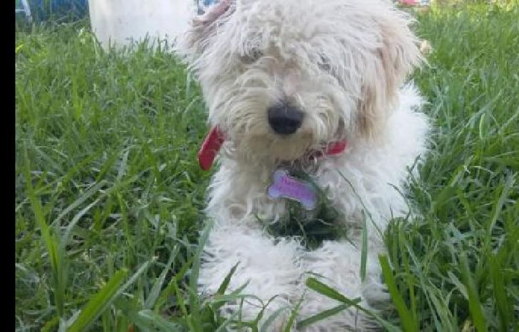 Puchu tuvo una gastritis muy fuerte y fue curado de inmediato.