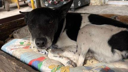 Los animales que viven en el refugio pueden ser desalojados.