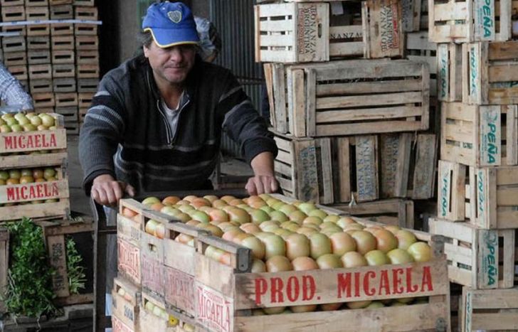 Parte de la producción del tomate se comercializará a $240 el kilo.