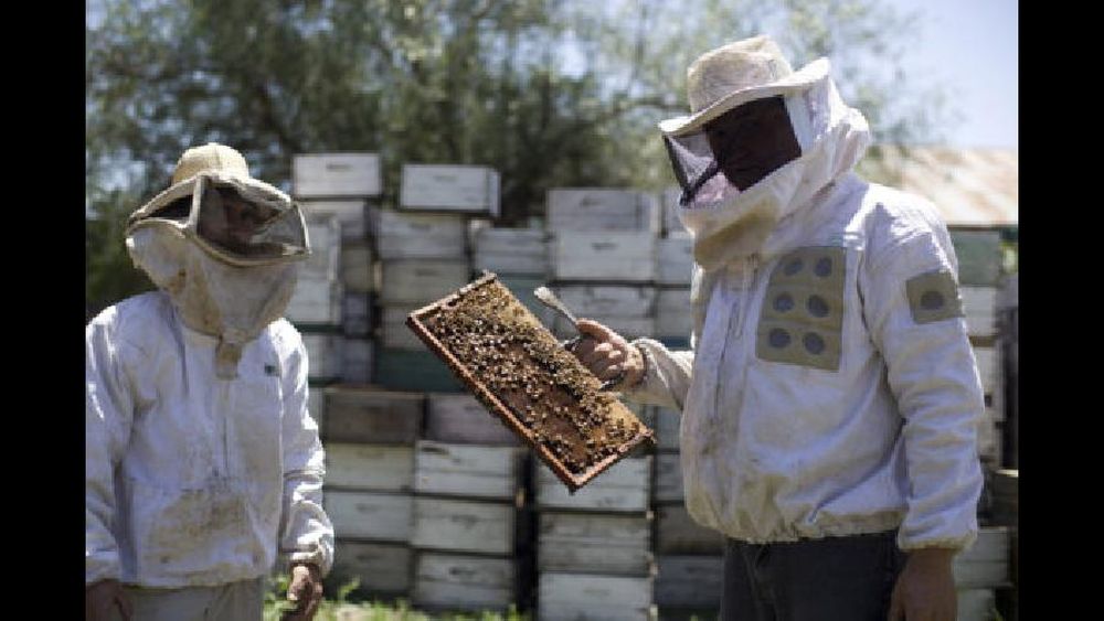 abejas