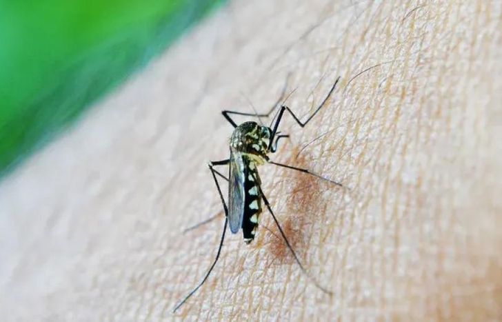 Confirman más de 180 mil casos de dengue en la Argentina en el periodo 2023/2024.