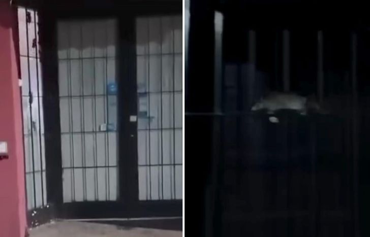 Un local de Banfield sufrió la invasión de decenas de ratas.