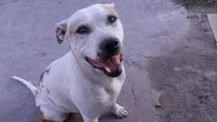 Pampita fue abandonada en el Barrio Santa Rosa de Temperley.