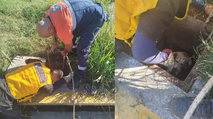 Defensa Civil logró rescatar al perrito.