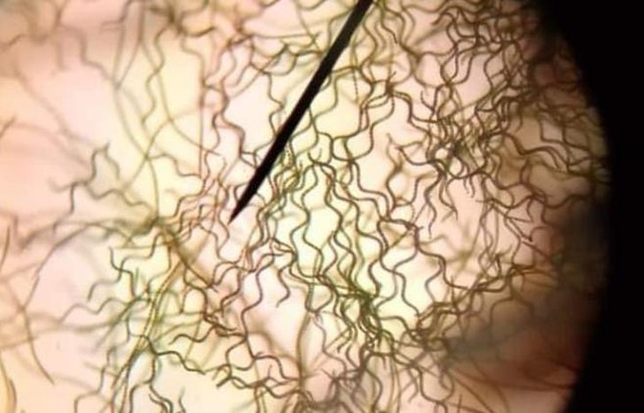 Las algas tienen un alto nivel de proteínas y vitaminas.