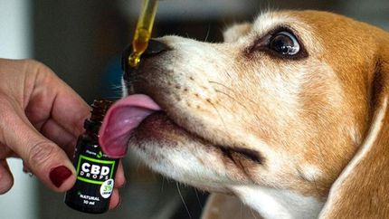 Una charla para entender la importancia del cannabis en la medicina veterinaria.