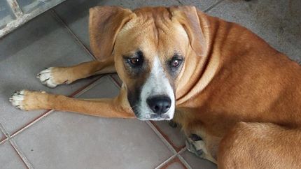 La mamá y sus hijos están en situación de abandono y maltrato.