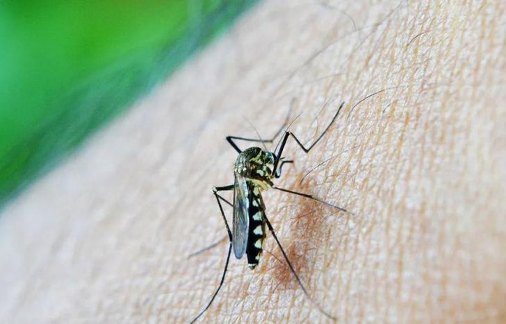 Se conocieron los preocupantes números que dejó el dengue en los últimos meses en la Argentina.