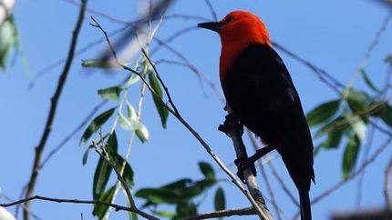 El federal, una de las aves más llamativas del Parque Finky. El federal, una de las aves más llamativas del Parque Finky.