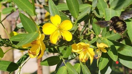 La flor del árbol que plantaron los amigos.