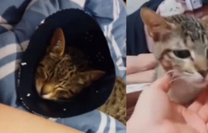 La joven de Turdera había sido denunciada por lastimar y mutilar animales.