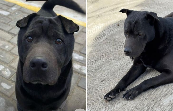 La comunidad de Banfield busca intensamente al perro, de quien no se sabe nada desde hace una semana.