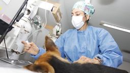 En octubre, Zoonosis participó de la segunda Jornada de Castración Masiva en América Latina.