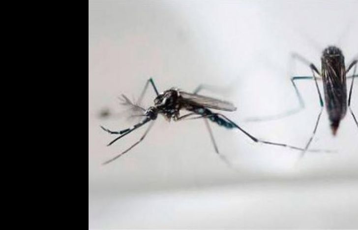zika 2
