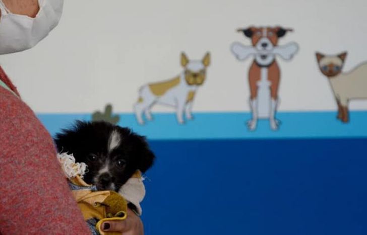 Los vecinos pueden llevara sus perros o gatos.