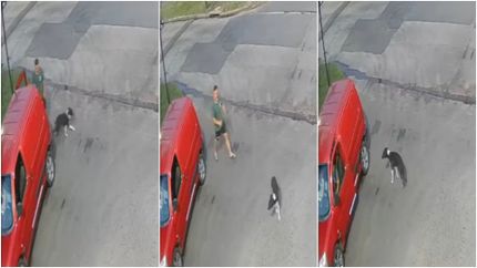 Un hombre abandonó a un perro a horas de los festejos de Navidad.