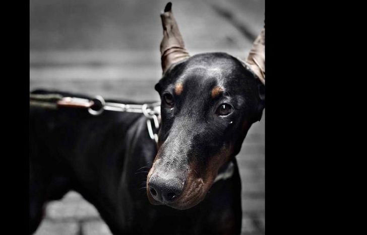 De prosperar la iniciativa, habrá multas para dueños y veterinarios.