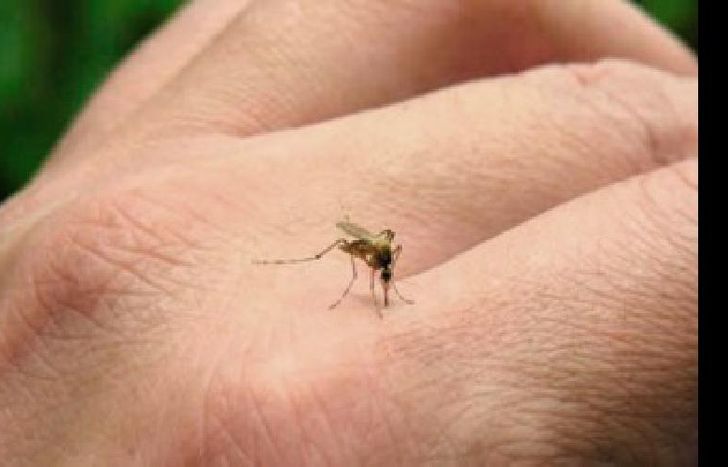 dengue-1