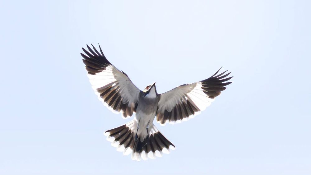 El Parque Finky de Turdera es refugio de más de 150 especies de aves. El Parque Finky de Turdera es refugio de más de 150 especies de aves.