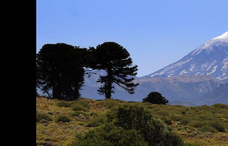 Bosques de araucarias, lagos y nieve rodean al Lanín.