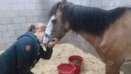 la yegua angeles se volvio a quebrar y juntan fondos para operarla